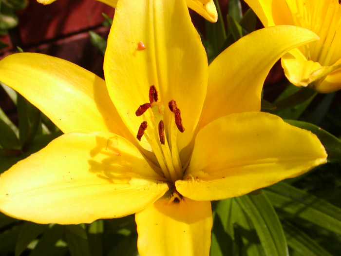 Flower from my garden