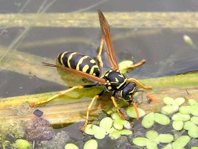sosám, sosáš, sosáme...