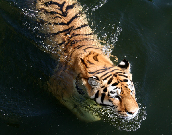Hic v ZOO!