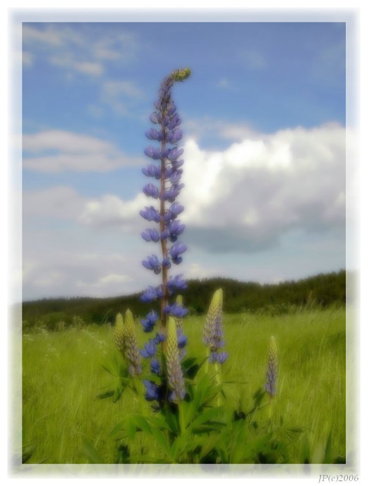 Lupinus polyphyllus