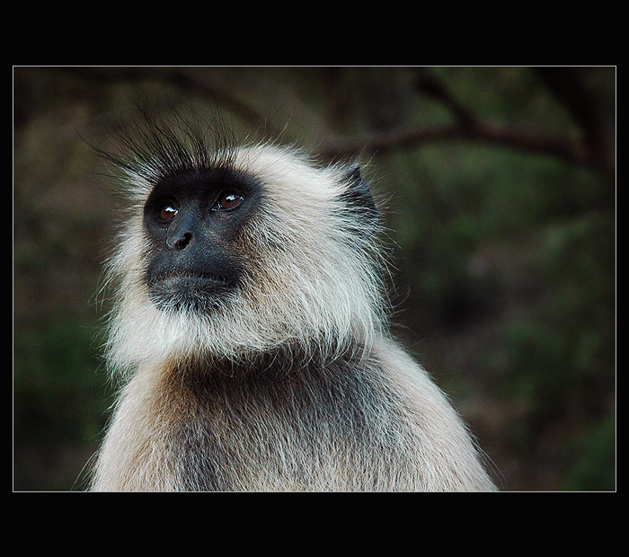 LANGUR