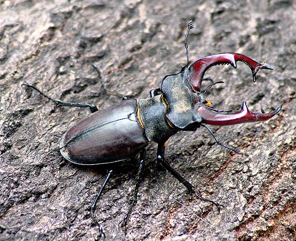 Statný bojovník Roháč