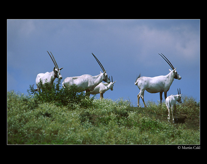 Přímorožec arabský (Oryx leucoryx)