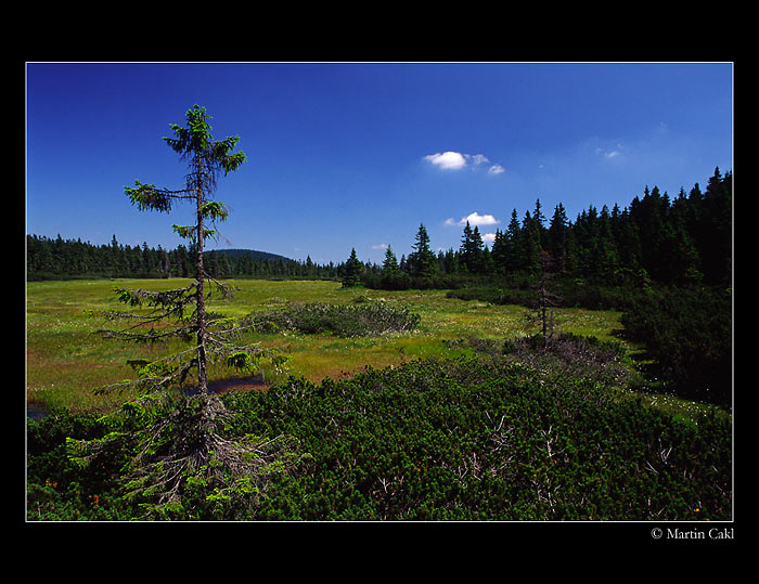 Černohorské rašeliniště