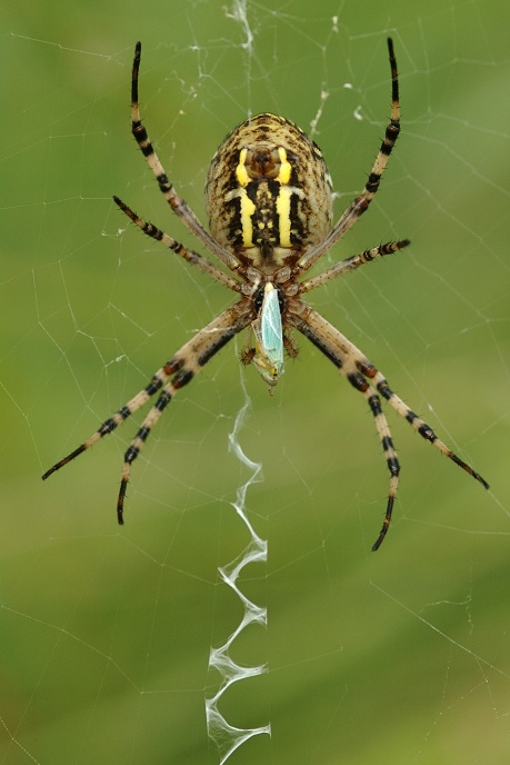 Křižák pruhovaný s kořistí