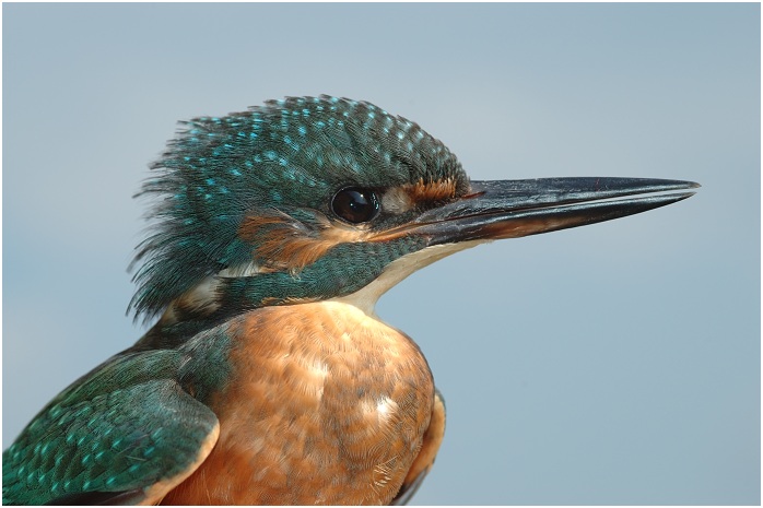 Ledňáček říční