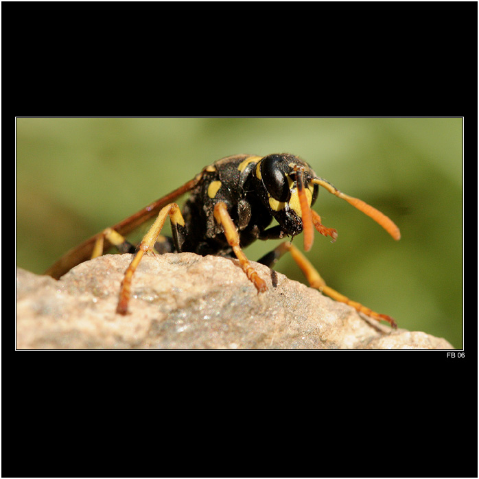 *** vosa Mařenka ***