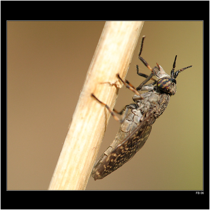 *** bzikavka dešťová ***