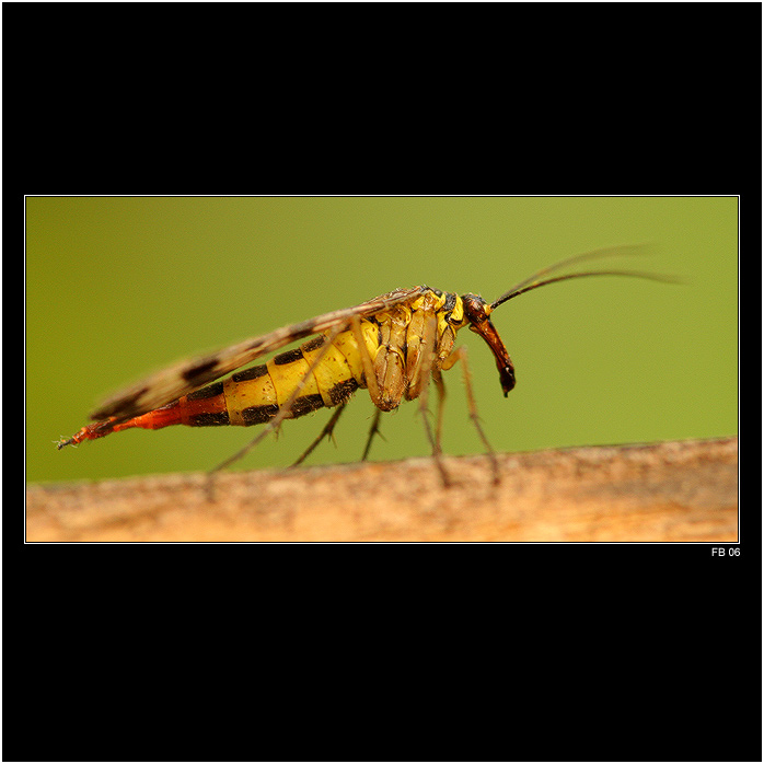 *** potvůrka podivná ***