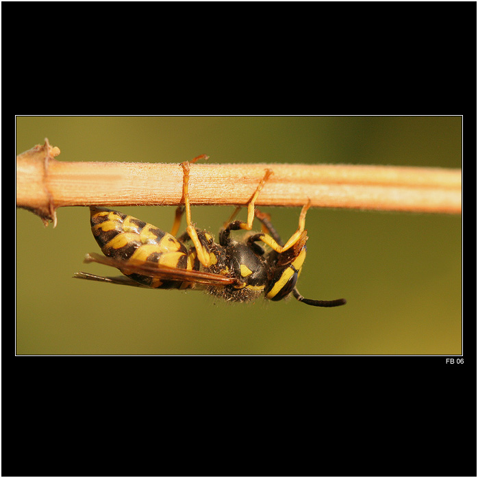 *** vosa Mařenka podruhé ***