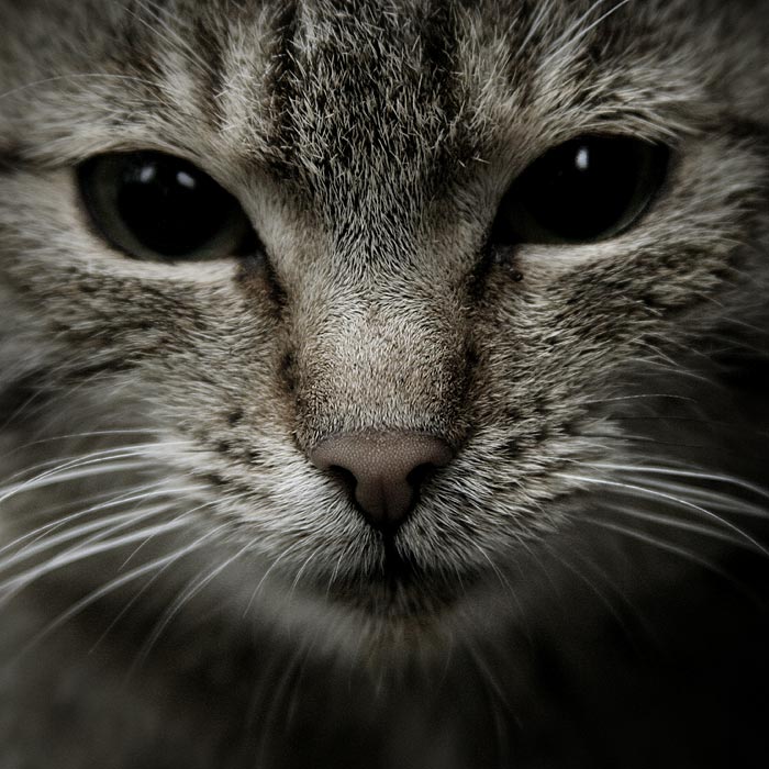 hana