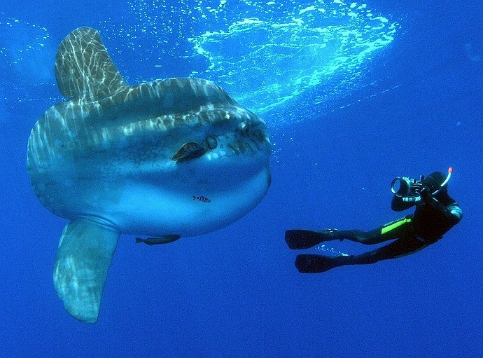 Měsíčník (Mola mola)