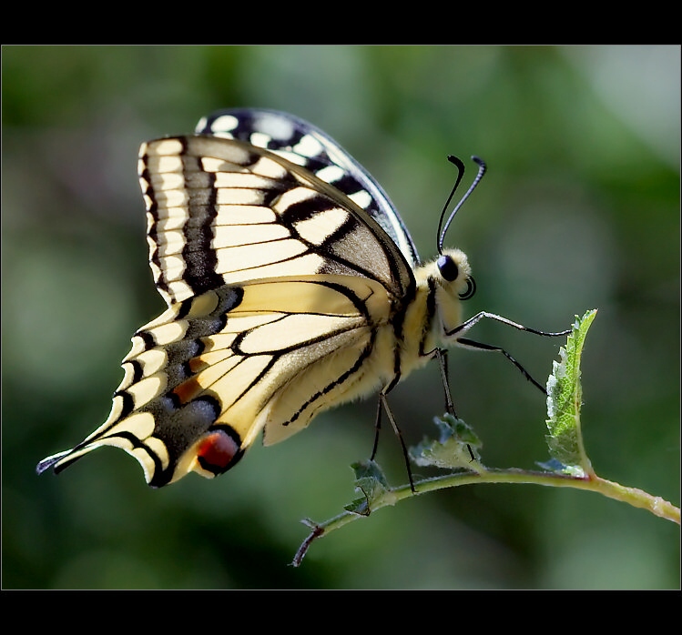 Otakárek fenyklový