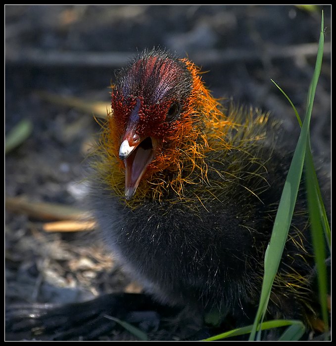 Polankosaurus Quax