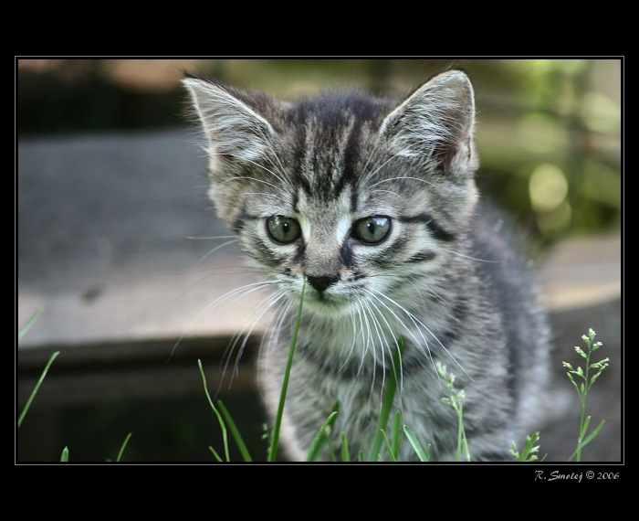 koukání na zelenou trávu