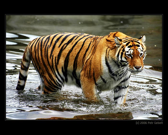 lidi, pojďte se koupat!