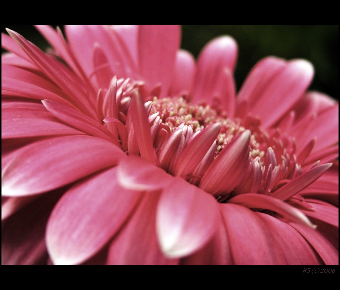 gerbera