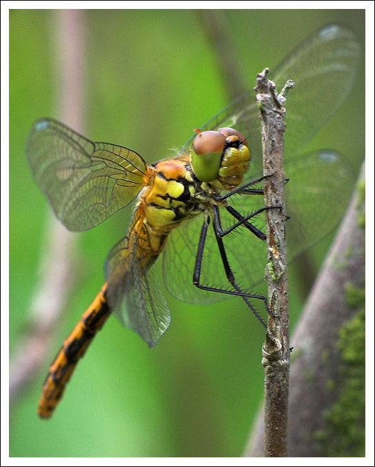 Odonata