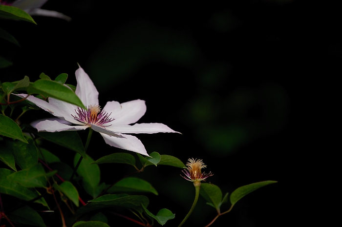 clematis