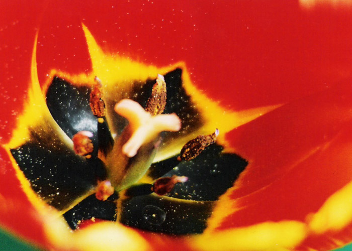 Tulipán