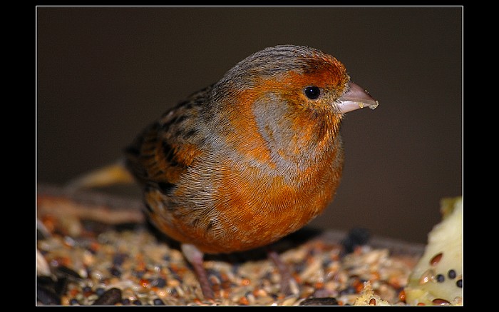 Neví někdo co to je ?