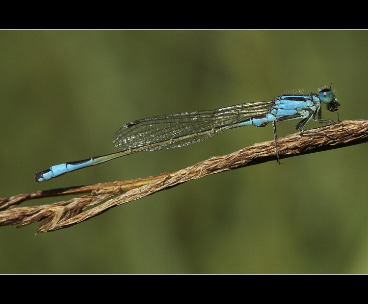 ...nech mě to aspoň dožrat...