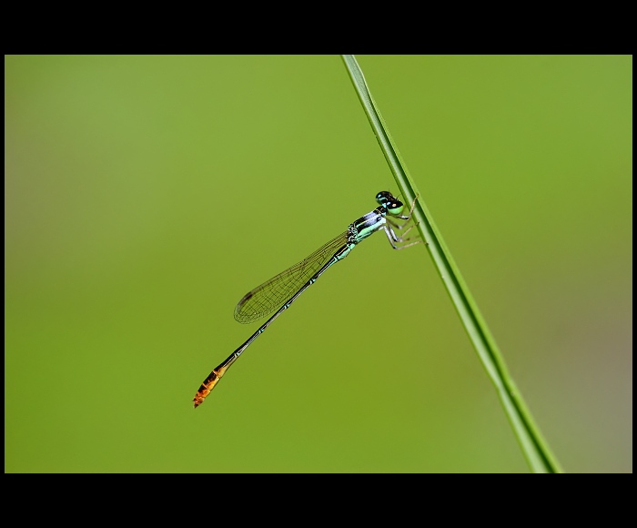 (Agriocnemis minima)Thajsko