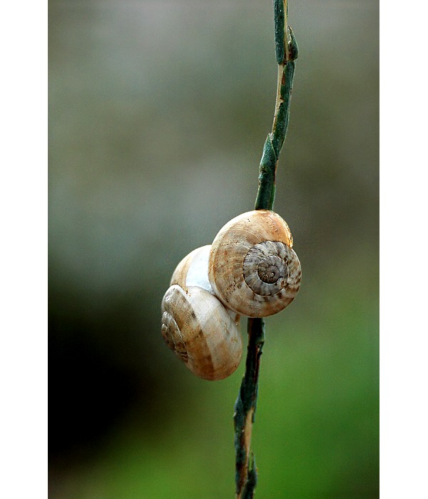 = Šnek, ve šneku, pro šneky ... =