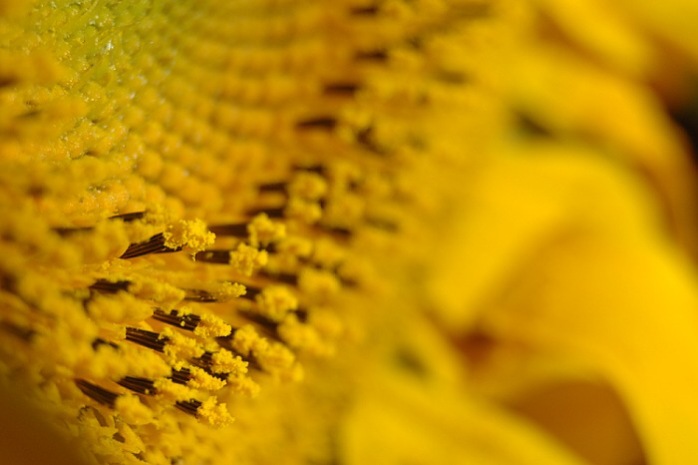 = Sluncem nasycená =