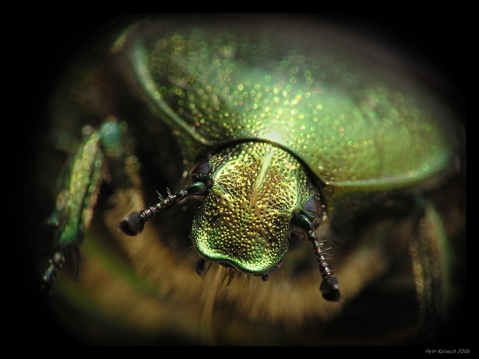 ..:Zelená metalíza:..