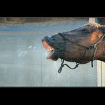 Mám žízeň jako kůň