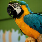 Archie