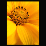 - yellow -