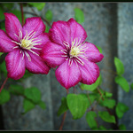 Červená je barva srdce...