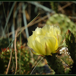 Žlutá je barva slunce...