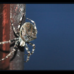 Pavouček Štěstíček