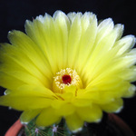 Když vykvete kaktus