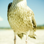 radek říkal čaune asi..