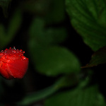 uplakaný pan tulipán