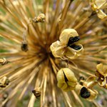 o vůních léta III. ..