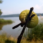 Tak a mužu se zakuklit:-))