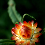 slaměnka ještě neslaměná