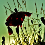 ..a ten den Slunce zalilo září celý kraj***