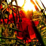 ..a ten den Slunce poslalo nitě do všech konců světa***