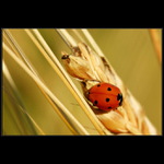 Zas nějaká beruša