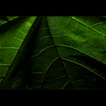 :: žíly života V ::