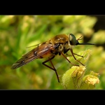 ...Sosadlovka řecká:-))