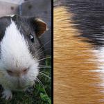 \'\'Vlastenec se nezapře :)\'\'