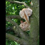 Sedím na konári a ten pes ma serie