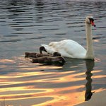 Podvečerní pohodička